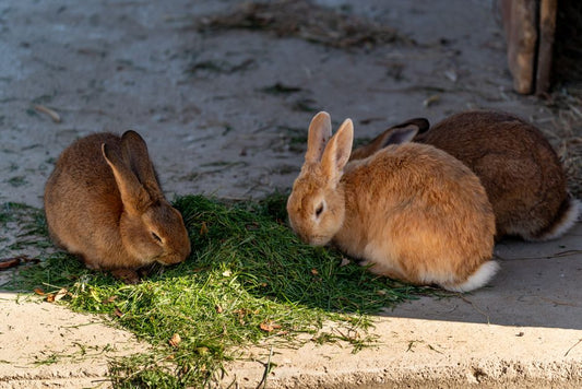 The Natural Rabbit Care Guide: Chemical-Free Solutions for a Thriving Bunny