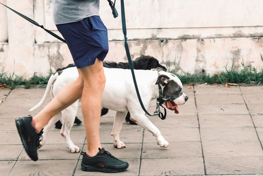 5 Common Mistakes Pet Owners Make in Exercise and Enrichment Routines