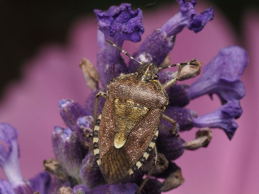A Seasonal Guide to Natural Pest Control for Thriving Plants