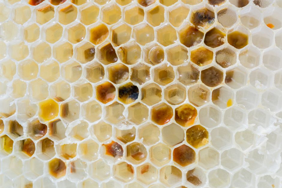 The 7 Most Common Beeswax Wrap Mistakes That Ruin Their Lifespan