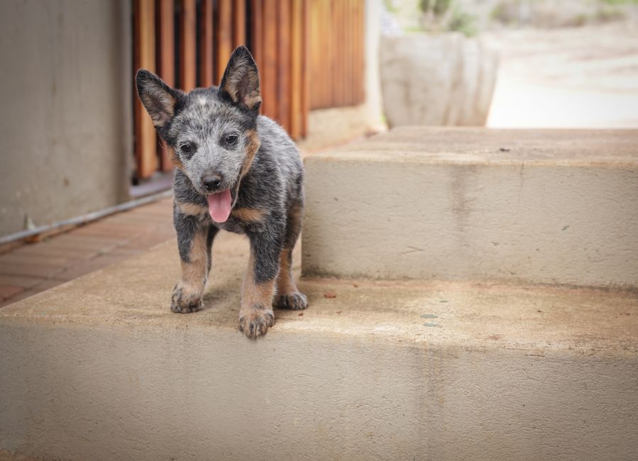Step-by-Step Guide to Puppy Potty Training Success