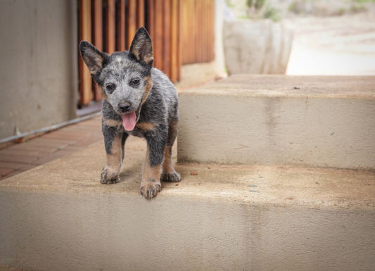The Essential Step-by-Step Guide to Building a Complete Dog Care Routine