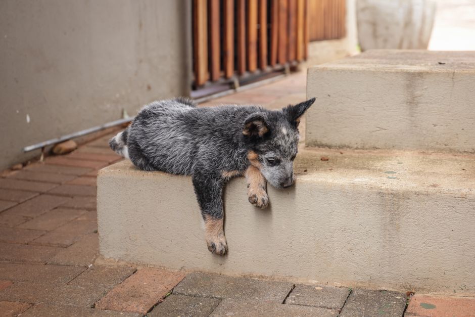 From Panic to Action: A Step-by-Step Guide to Treating Pet Wounds and Injuries at Home