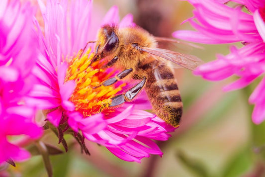 7 Deadly Mistakes That Sabotage Your Pollinator Garden (And How to Fix Them)
