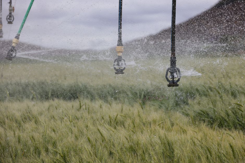 Drip Irrigation Tuning for Maximum Yield: The Overlooked Science of Water Distribution