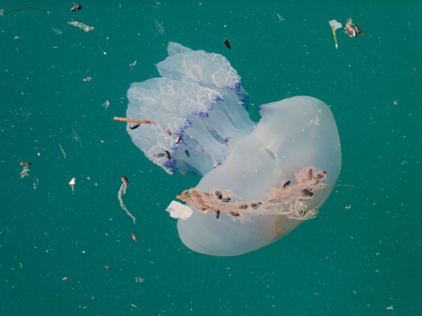 The Science of Microfiber Shedding: How Your Laundry Habits Are Polluting Oceans and What to Do About It