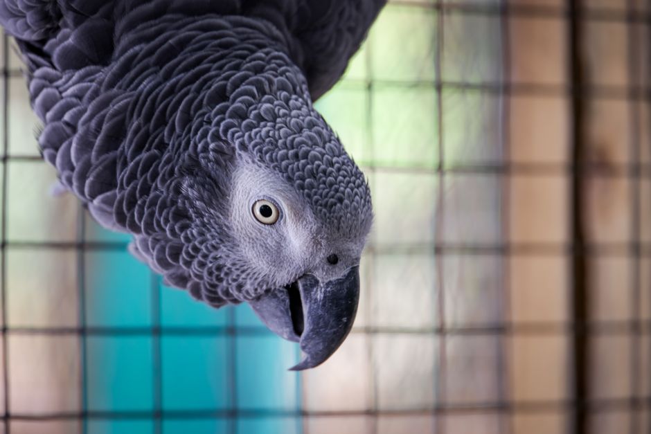 How to Clean a Bird Cage Without Stressing Your Parrot: Step-by-Step Guide
