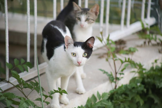 How to Introduce Two Cats Safely: Step-by-Step Guide for a Peaceful Bonding