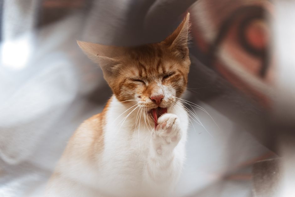 How to Clean Pet Odors and Fur from Your Home Effectively