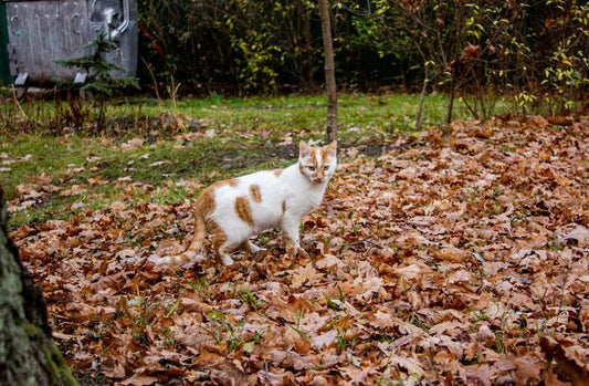 Why Does My Cat Poop Outside the Litter Box and How to Stop It