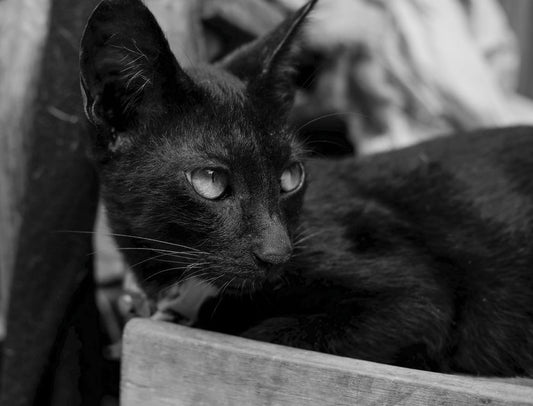 The Complete Beginner’s System for Introducing a New Pet to Your Household