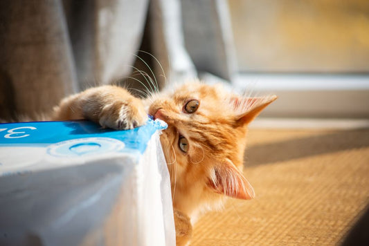Choosing the Right Litter and Managing Odor: A Complete Buyer's Guide