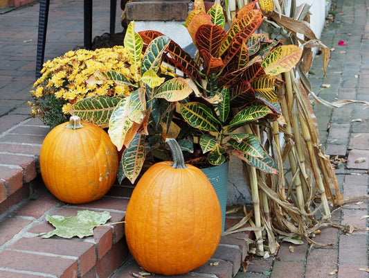 How to Plant a Seasonal Garden Without a Yard