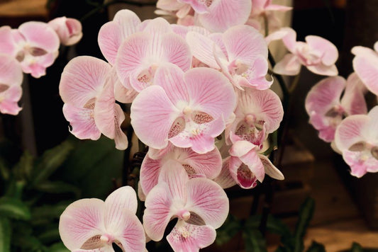 Essential Orchid Care Tools: The Complete Guide to Growing Healthy Orchids