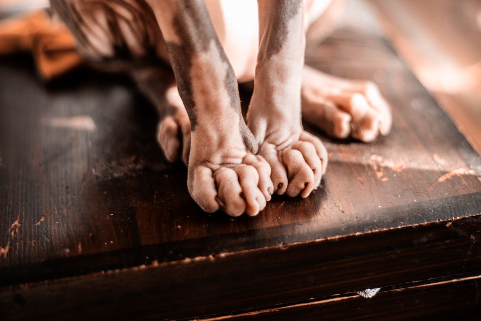 Emergency Guide to Pet Skin and Coat Crises: What to Do When Your Pet’s Fur and Skin Suddenly Fail
