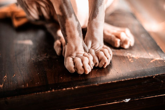 Emergency Guide to Pet Skin and Coat Crises: What to Do When Your Pet’s Fur and Skin Suddenly Fail