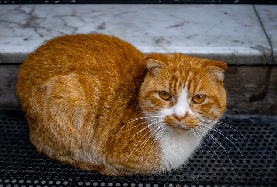How to Stop a Cat from Spraying Indoors: A Step-by-Step Guide to Eliminate Urine Marking and Odor