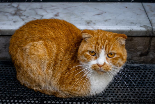 How to Stop a Cat from Spraying Indoors: A Step-by-Step Guide to Eliminate Urine Marking and Odor