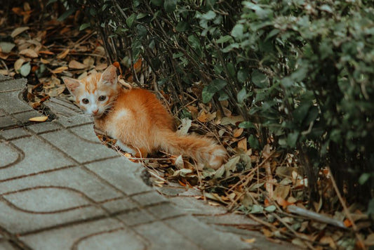 The Complete Guide to Managing Cat Litter and Hygiene in a Small Apartment
