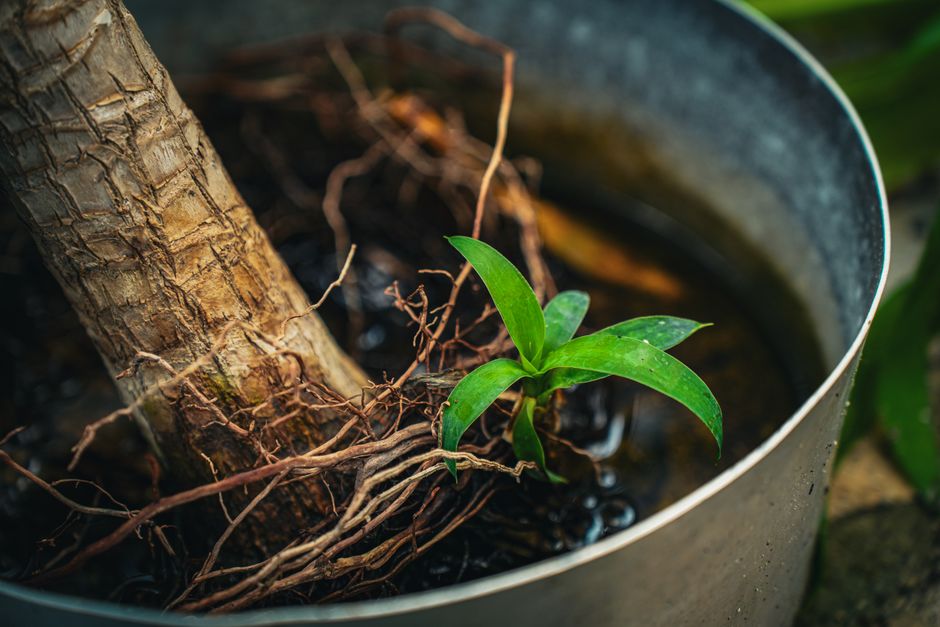 The Complete Care Guide to Watering Plants Correctly: From Soil to System