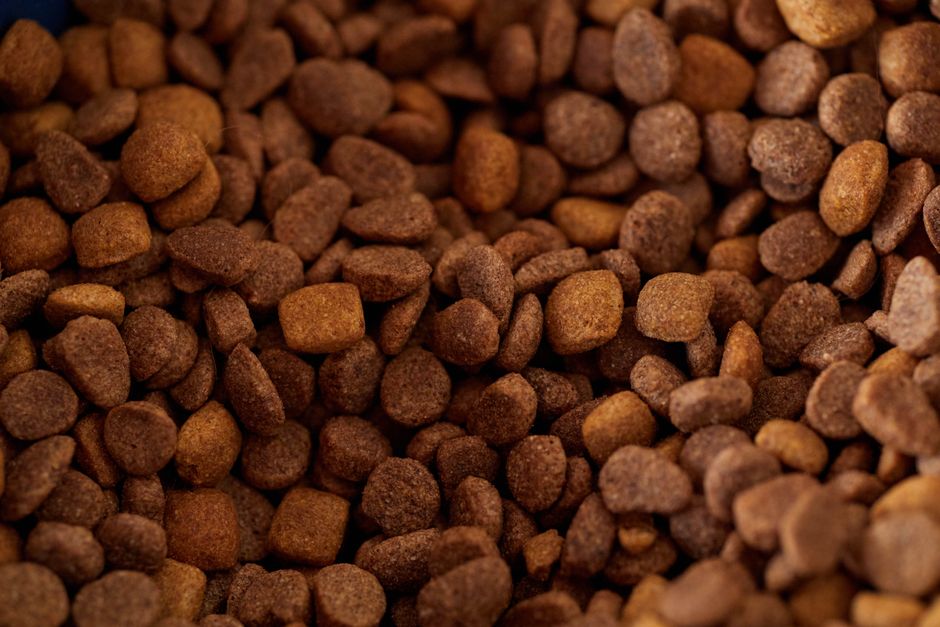 Smart Pet Food Storage on a Budget: Keep Kibble Fresh Without Breaking the Bank