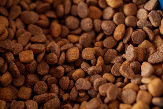 Vet-Approved Tips for Transitioning to a Raw and Natural Pet Diet