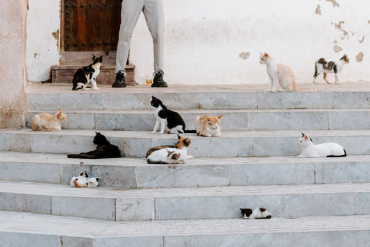 Step-by-Step Guide to Transitioning Your Cat to a Raw and Natural Diet