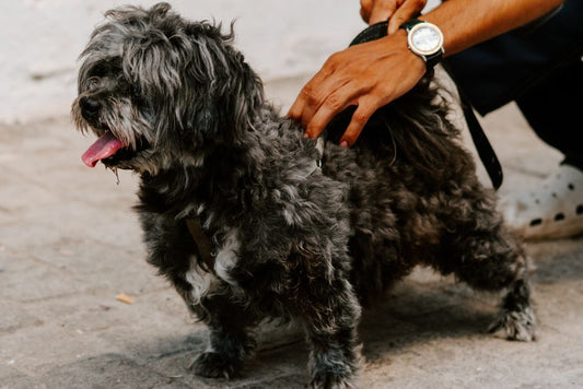 Budget-Friendly Joint Care for Aging Dogs: A Complete Guide