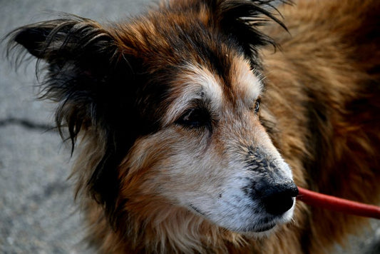The Complete Guide to Choosing the Best Leash System for Senior Dogs