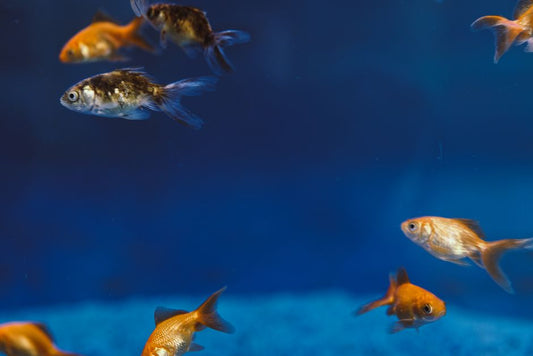 Essential Aquarium Care for Senior Fish: A Complete Guide to Supporting Aging Pets