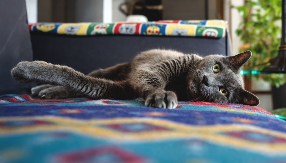 Preventing Cat Behavior Problems: A Complete Guide to Proactive Care