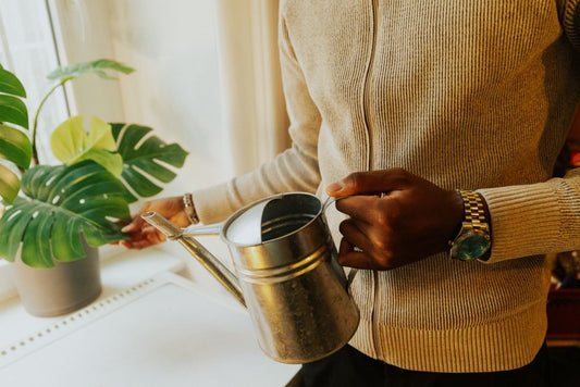 Monstera Care for Busy People: A Low-Maintenance Routine That Works