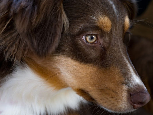 Budget Pet Eye and Ear Care: Essential Products That Actually Work