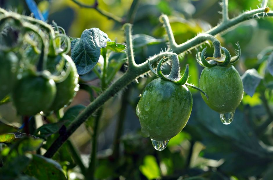 Hidden Tomato Stress Signals and How to Fix Them Before It’s Too Late