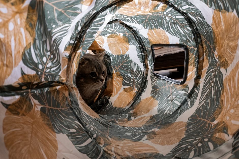 Mental Stimulation on a Shoestring: Low-Cost Enrichment for Dogs and Cats