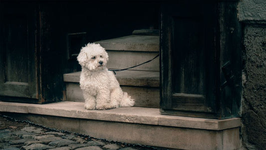 A Step-by-Step Guide to Building a Complete Home Pet Care System
