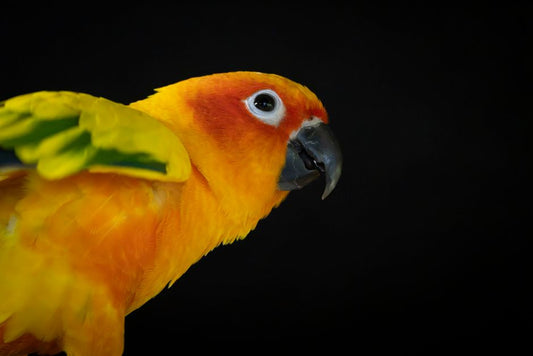 The Complete Emergency Guide for Pet Birds: What Every Owner Must Know Before Crisis Strikes