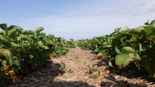 Maximize Yield with Precision Mulching: The Complete Guide to Feeding Your Soil for Heavier Harvests