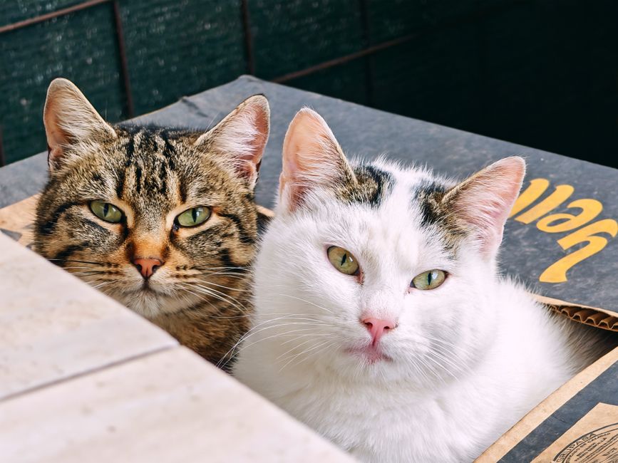 Emergency Guide to Cat Litter and Hygiene Crises: What to Do When Your Cat’s Box Becomes a Biohazard