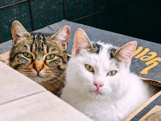 Emergency Guide to Cat Litter and Hygiene Crises: What to Do When Your Cat’s Box Becomes a Biohazard
