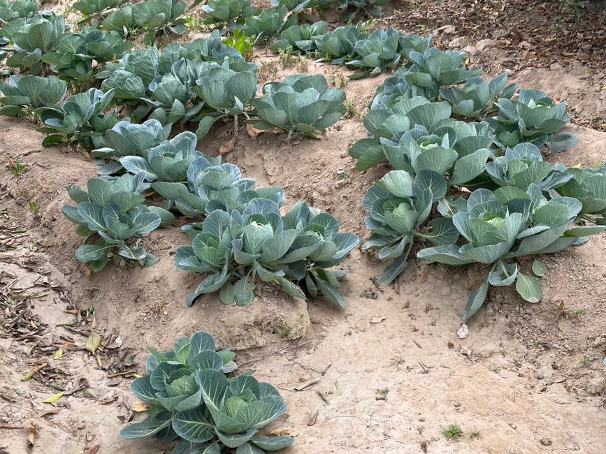 The Thrifty Mulcher's Guide: Budget-Friendly Ways to Transform Garden Beds Without Breaking the Bank