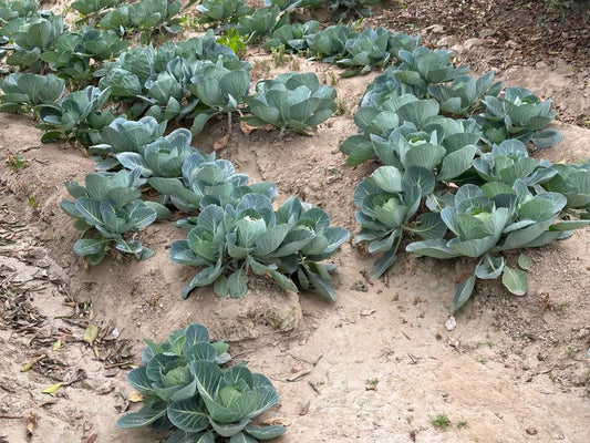 The Thrifty Mulcher's Guide: Budget-Friendly Ways to Transform Garden Beds Without Breaking the Bank