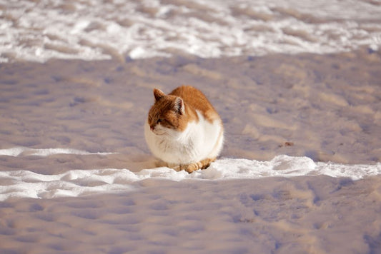 Winter Pet Anxiety: How to Calm Your Pet During the Cold Months