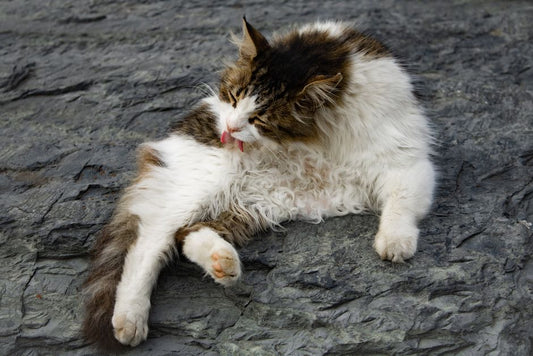 10 Common Cat Grooming Mistakes You're Probably Making