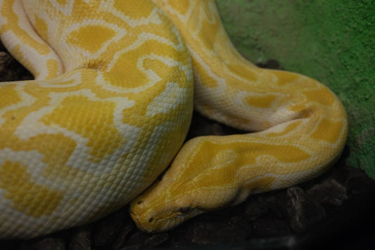 How to Clean Your Pet Snake's Enclosure Without Stressing Them Out