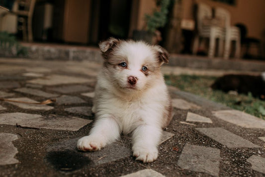 The Complete Guide to Potty Training a Puppy in a Small Apartment Without Losing Your Sanity