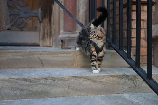 The Complete Step-by-Step Guide to Cat Outdoor Safety: From Indoor Escape to Supervised Adventures