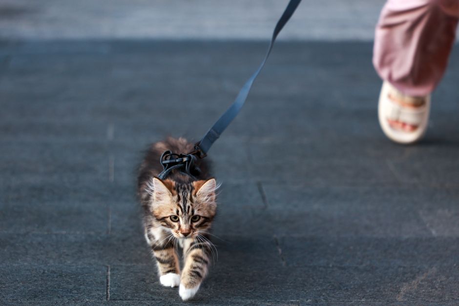 The Complete First-Time Cat Owner's Guide to Outdoor Safety Without a Leash