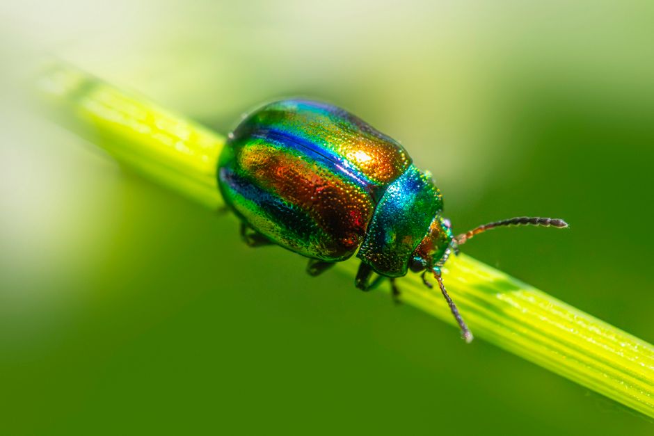 The Complete Care Guide to Integrated Pest Prevention: Build a Self-Sustaining Garden Ecosystem