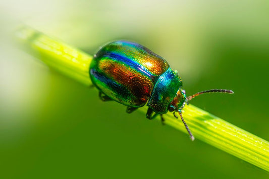 The Complete Care Guide to Integrated Pest Prevention: Build a Self-Sustaining Garden Ecosystem